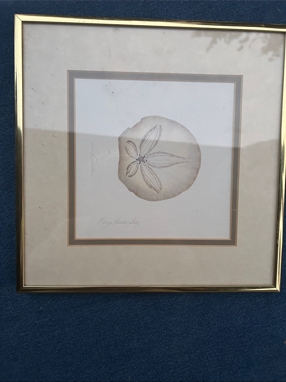 Framed Sand Dollar Botanical Print in Gold Frame
